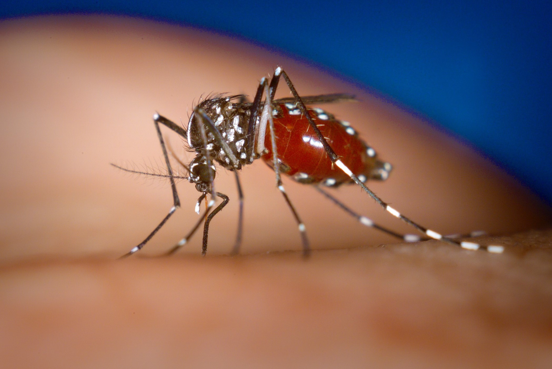 Em 15 dias são registrados 06 casos de dengue em Juara, 03 confirmados em laboratório.