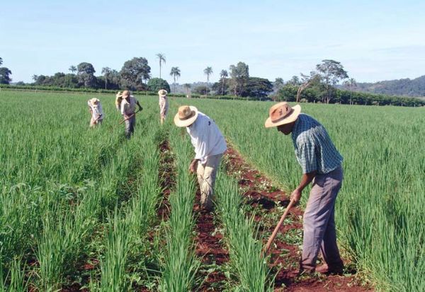 Grupo vai elaborar diagnóstico da agricultura familiar em MT.