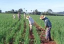 Grupo vai elaborar diagnóstico da agricultura familiar em MT.