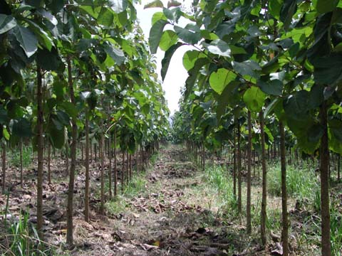 Juara é destaque na produção de teca e participa do IV Encontro de Silvicultura.