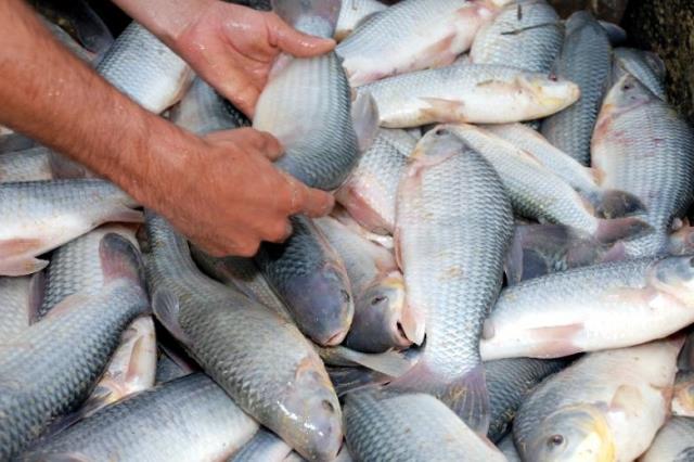 Sai lª venda de peixe de Juara. Câmara apoia a piscicultura no município.